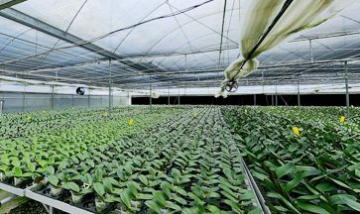 珠海市斗門區(qū)東灣村全景圖